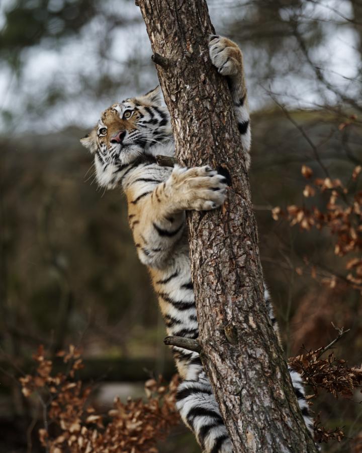 Tigre de l’Amour (Panthera tigris altaica) grimpant à un pin