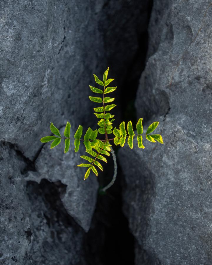 Un arbre planté sur le site de Wild Ingleborough