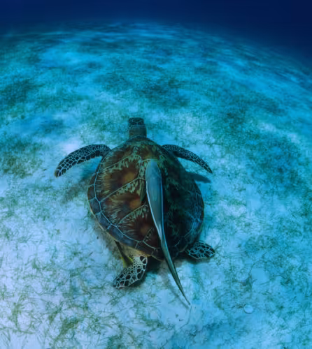 Tortue verte
