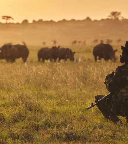 Doreen Adongo, garde forestière du Kenya Wildlife Service au parc national de Nairobi, surveille un rhinocéros blanc (Ceratotherium simum) au crépuscule. Parc national de Nairobi, Kenya.