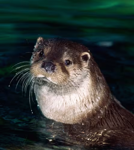Loutre d'Europe