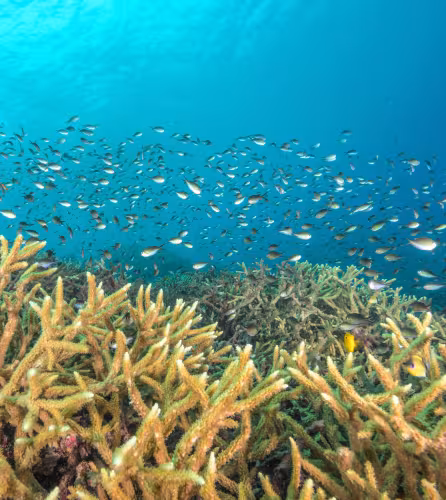 Un banc dense de petits poissons de récif se déplace au‑dessus d’un récif de corail staghorn peu profond, en Nouvelle‑Britannique, Papouasie‑Nouvelle‑Guinée.