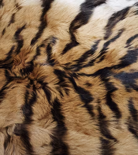 Peau de tigre (Panthera tigris altaica) saisie à l'Académie des douanes russes de Vladivostok, dans le kraï du Primorié (Russie).  Braconnage. Commerce illégal.