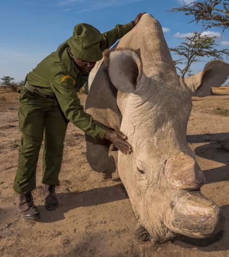Rhinocéros blanc du Nord (Ceratotherium simum cottoni) soigné par des rangers. Ol Pejeta. Kenya, Afrique.
