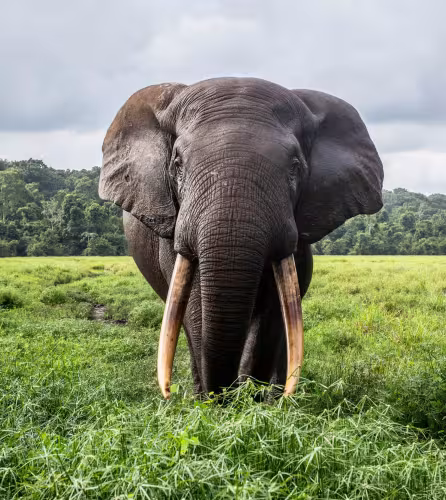 Éléphant de forêt africain (Loxodonta cyclotis) debout dans une clairière, portrait, Mbeli bai, parc national de Nouabale-Ndoki, République du Congo