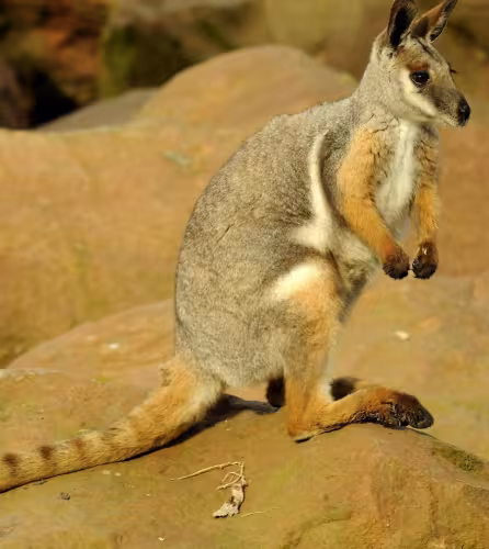 wallaby-rochers-pieds-jaunes
