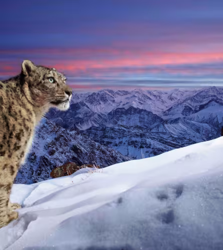 Une panthère des neiges sauvage déclenche un piège photographique équipé d’un appareil DSLR dans les hautes montagnes du Ladakh, dans l’Himalaya indien.