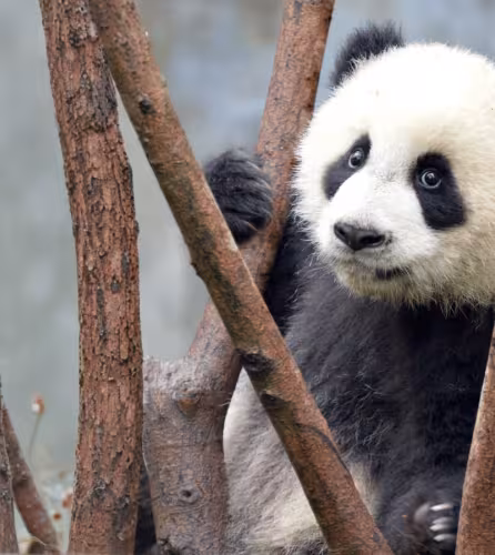 Bébé panda géant (Ailuropoda melanoleuca) au Centre de recherche sur l'élevage du panda géant de Chengdu, en Chine.