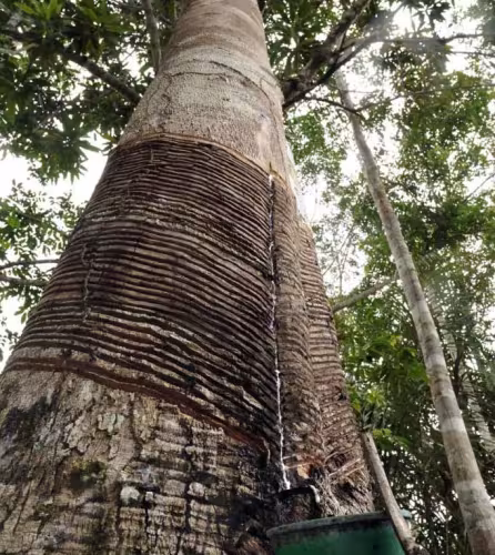 Hévéa (*Hevea brasiliensis*), lors de l'expédition du WWF-Brésil sur la rivière Aripuanã, en Amazonie (Brésil).