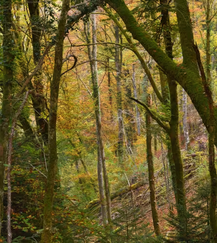 foret sigfra - Nature impact
