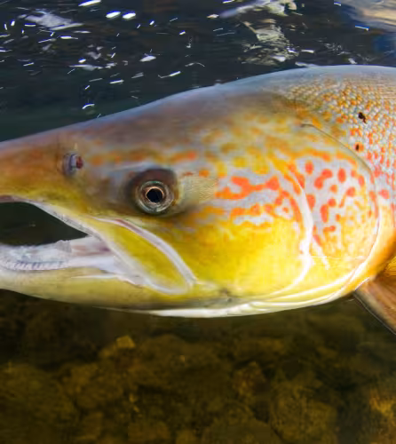 Saumon atlantique (Salmo salar), rivière Orkla, Norvège.
