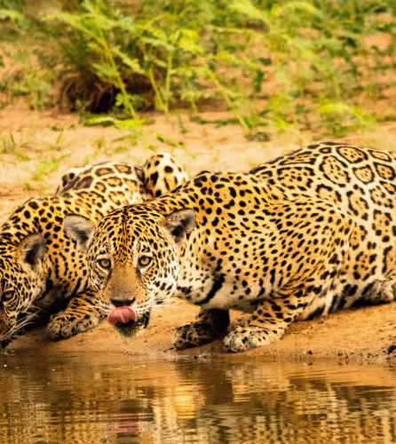 Jaguar (Panthera onca) et son petit observés après l’aube se nourrissant d’un caïman chassé par la mère dans la réserve Estância Caiman, au Brésil.