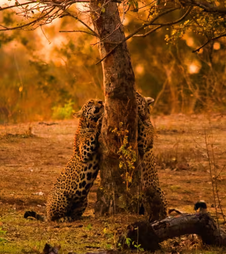Jaguar (Panthera onca) et son petit grattant un tronc d’arbre dans la réserve privée Estância Caiman, au Brésil, un comportement essentiel pour la communication et l’entretien des griffes.