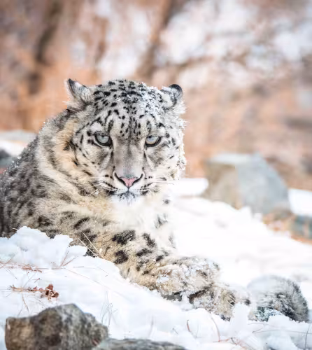 Panthère des neiges (Panthera uncia) en captivité, vallée de Naltar, Gilgit-Baltistan, Pakistan.
