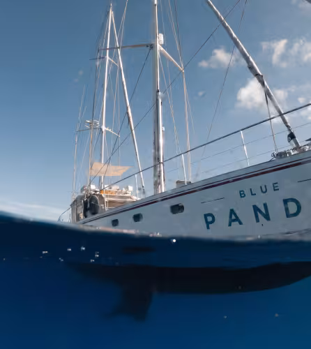 Blue Panda pris sous l'eau, Cap Cétacés 2021