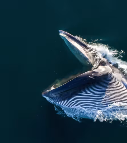 Vue aérienne d’un rorqual commun (Balaenoptera physalus) en train de se nourrir par engouffrement, la bouche grande ouverte et la gorge dilatée, dans le sud de la mer de Cortez (golfe de Californie), Basse-Californie, Mexique.
