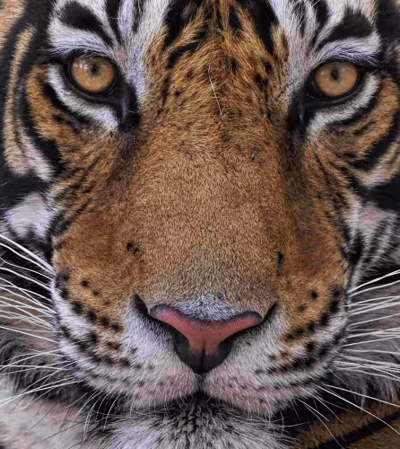 Tigre du Bengale (Panthera tigris) mâle, subadulte âgé de trois ans, portrait de face. Parc national de Ranthambore, Inde.