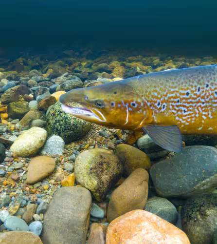 Un saumon atlantique mâle (*Salmo salar*) sur son territoire de reproduction dans la rivière Ness, Écosse, Royaume-Uni.
