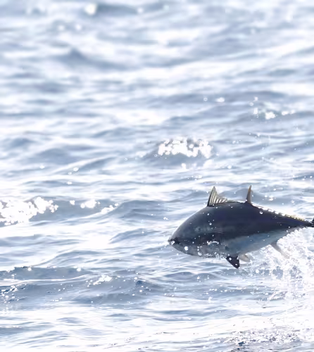 Thon rouge de l’Atlantique (Thunnus thynnus) se nourrissant dans la mer Méditerranée.