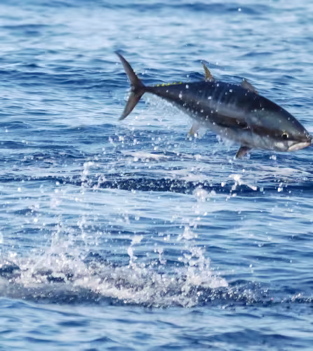 Thon rouge de l’Atlantique (Thunnus thynnus) se nourrissant dans la mer Méditerranée.