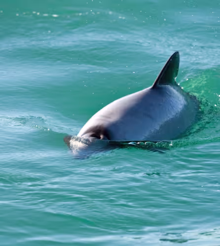 Les dauphins d’Hector préfèrent les eaux peu profondes et se trouvent donc généralement près des côtes, jusqu’en hiver où ils gagnent des eaux plus profondes, probablement en réponse aux déplacements de leurs proies.