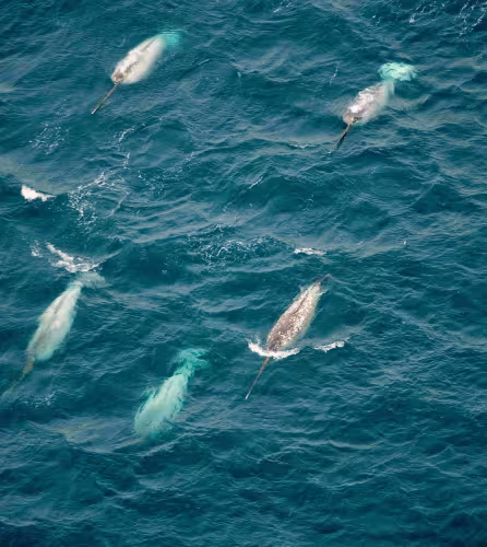 Groupe de narvals (Monodon monoceros) nageant à la surface. Île de Baffin, Canada. Océan Arctique.