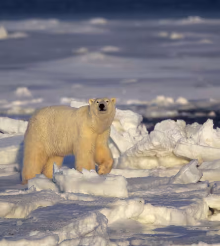 Ours polaire (Ursus maritimus), Churchill, Manitoba, Canada.