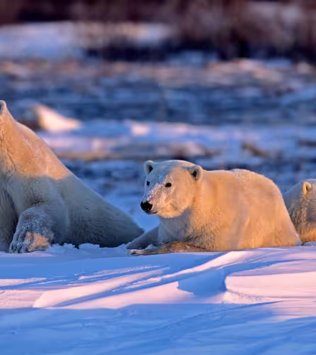 Ours polaire (Ursus maritimus), Churchill, Manitoba, Canada.