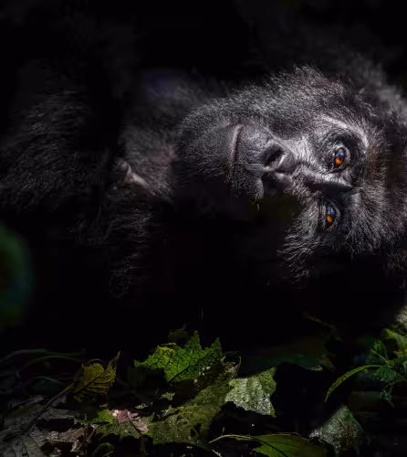 Un gorille de montagne du groupe Nkuringo se repose sous la canopée du parc national impénétrable de Bwindi en Ouganda, après ses activités quotidiennes de recherche de nourriture et de toilettage.