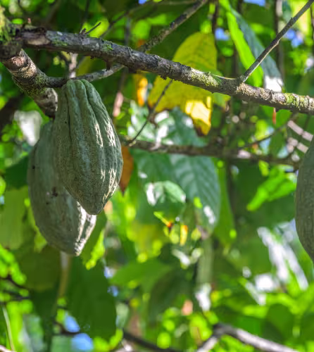 Cabosses de cacao en maturation à Pomio, en Papouasie–Nouvelle-Guinée