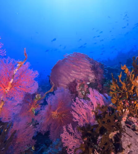 Scène de récif vibrant au large de New Britain, en Papouasie‑Nouvelle‑Guinée, où des gorgones colorées et des coraux mous entourent un grand bénitier géant, illustrant la biodiversité exceptionnelle et la bonne santé des pentes récifales profondes de l’île.