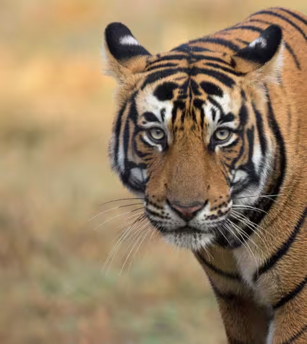 Tigre du Bengale (Panthera tigris), portrait. Parc national de Ranthambore, Inde. Photo © Phillip Ross/Felis Images.