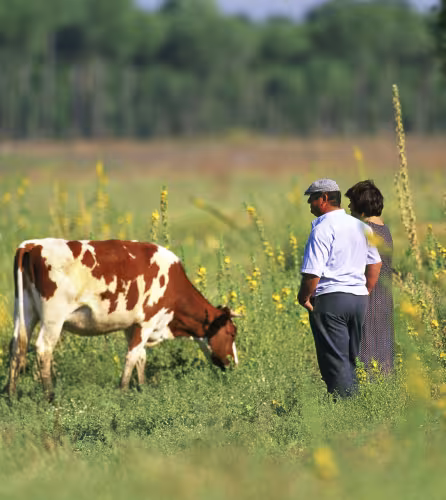 Éleveurs et vache dans le parc national de Doñana, en Andalousie, où l’élevage est une activité traditionnelle