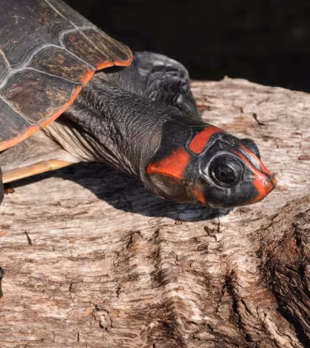 Tortue de l’Amazone à tête rouge (Podocnemis erythrocephala), lors de l’expédition WWF-Brésil Mariuá-Jauaperi, à la frontière entre les États d’Amazonas et de Roraima, Brésil.