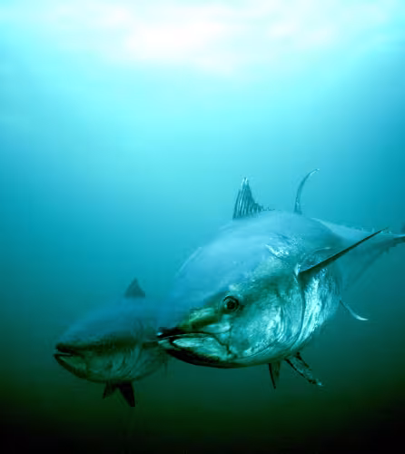 Thon rouge du Nord (Thunnus thynnus) dans les eaux de l’Atlantique, baie St. Margarets, Nouvelle-Écosse, Canada.