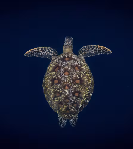 Une tortue verte (Chelonia mydas) nageant vers la surface, Bunaken, Sulawesi, Indonésie.