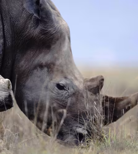 Mère rhinocéros blanc broutant avec son petit {Ceratotherium simum} Masaï Mara, Kenya