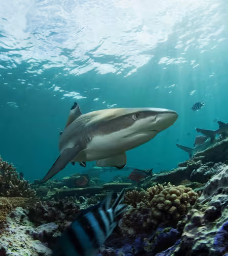 Requin pointe noire de récif (Carcharhinus melanopterus) nageant dans un récif.