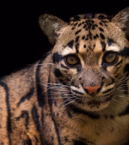 Portrait de la tête d’un léopard nébuleux (Neofelis nebulosa), en captivité.