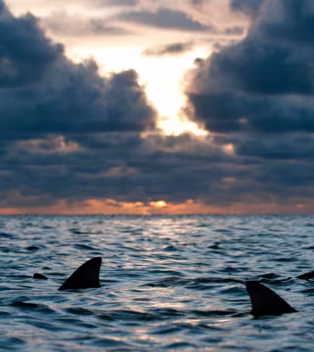 Requins pointe noire de récif (Carcharhinus melanopterus), nageoires dorsales visibles à la surface de l’eau au crépuscule, atoll d’Aldabra, Seychelles, océan Indien.