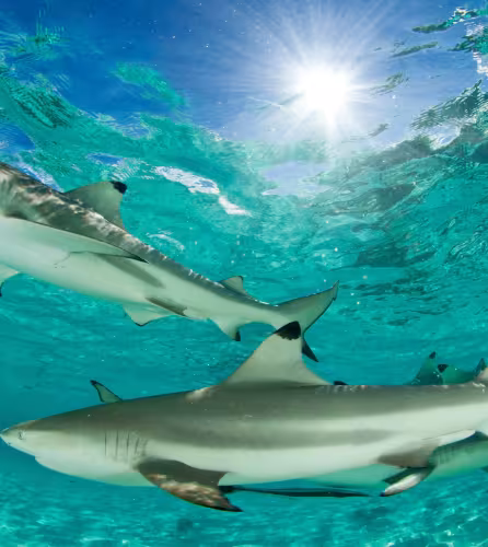 Groupe de requins pointe noire de récif (Carcharhinus melanopterus) nageant dans une mer turquoise peu profonde, atoll d’Aldabra, Seychelles, océan Indien.