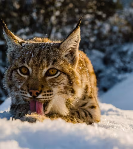 Lynx (Lynx lynx), animaux du projet « Retour du lynx ». Parc national de Veľká Fatra, Slovaquie.