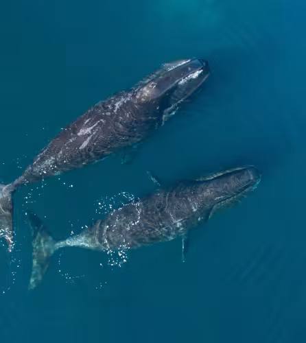 Baleines boréales (Balaena mysticetus) dans le détroit de Cumberland, au Nunavut, Canada.