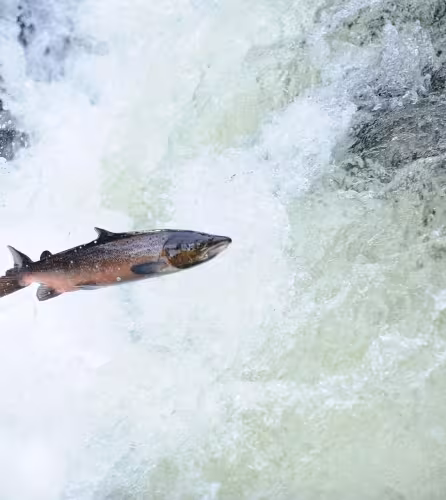 Saumon atlantique (*Salmo salar*) remontant la rivière pour frayer. Rivière Lligwy près de Betws y Coed, Gwynedd, nord du Pays de Galles, Royaume-Uni, novembre.