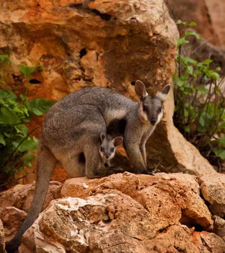 Wallaby des rochers à pieds noirs (Petrogale lateralis) avec son petit dans la poche, parc national de Cape Range, Exmouth, Australie-Occidentale.