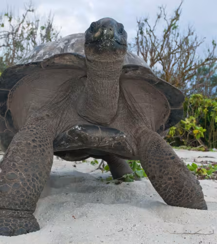 Une tortue géante des Seychelles (Aldabrachelys gigantea) se nourrit de végétation côtière.