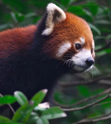 Portrait de panda roux (Ailurus fulgens), réserve naturelle nationale de Wolong, district de Wenchuan, province du Sichuan, Chine.