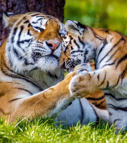 Tigre de l'Amour ou de Sibérie (Panthera tigris altaica) : femelle et petit âgé de trois mois, en captivité.