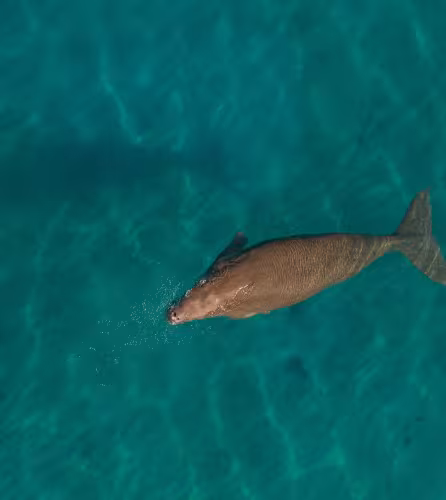 Un dugong (Dugong dugon) broute dans les eaux peu profondes de la baie de Jaquinot