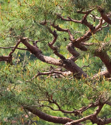 Pin blanc de Corée ( Pinus koraiensis)